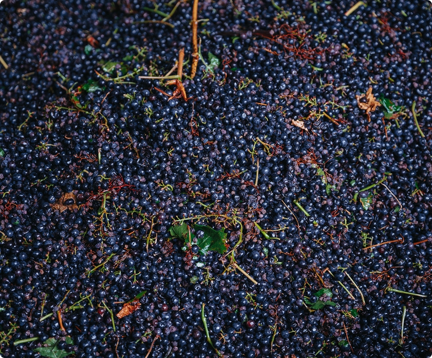 Berticot Graman : Vignoble expérimental