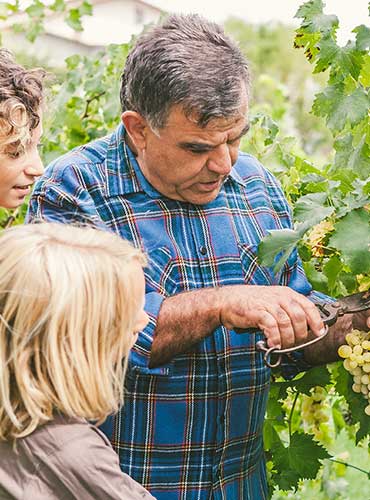 Un vigneron coupe une grappe devant ses petits-enfants