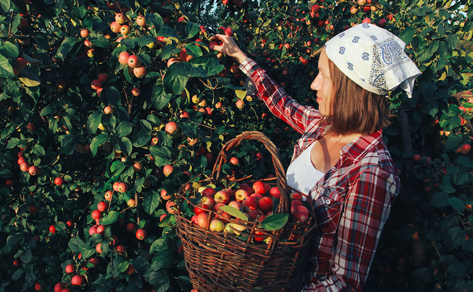 Une femme cueillant des pommes dans la nature
