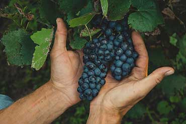 Un vigneron travaillant une grappe de raisin