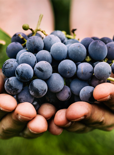 Un vigneron tenant une grappe de raisin dans ses mains